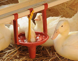 Мікрочашкові напувалки – оптимальні для качок і гусей